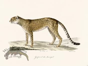 Cuvier 104 Sahara Cheetah